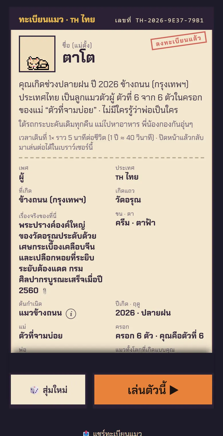 ลูกแมวจรที่เกิดใกล้วัดอรุณ กรุงเทพฯ
